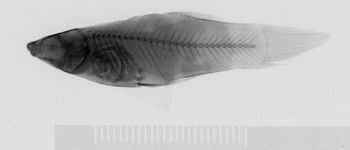 Media type: image;   Ichthyology 6458 Description: xray;  Aspect: lateral